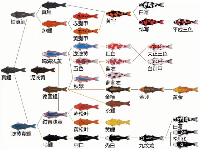 十种鲤科鱼图片