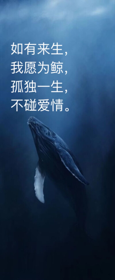 如有来生,我愿为鲸,孤独一生,不碰爱情