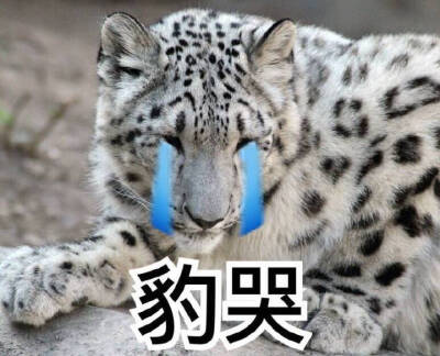 雪豹表情包 哭泣图片
