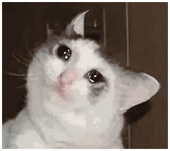 猫咪采访哭泣表情包图片