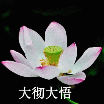 荷花 莲花 与世无争图 莫生气 头像