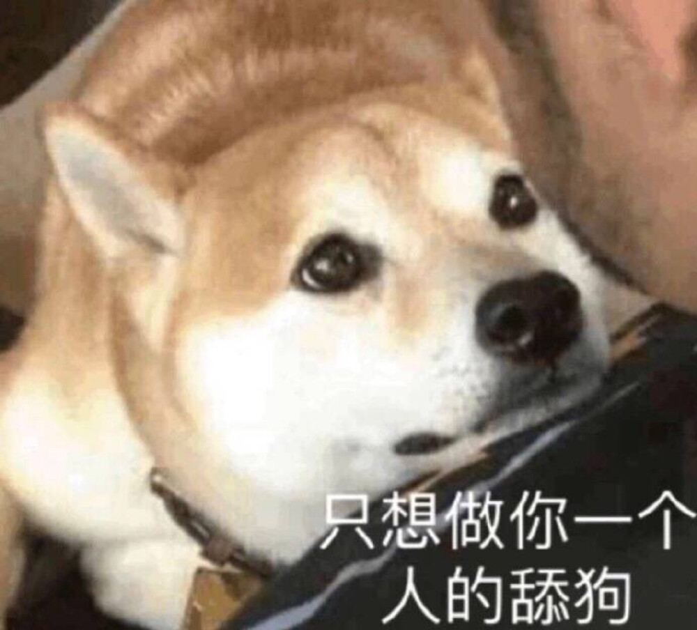 沙雕- 堆糖,美图壁纸兴趣社区