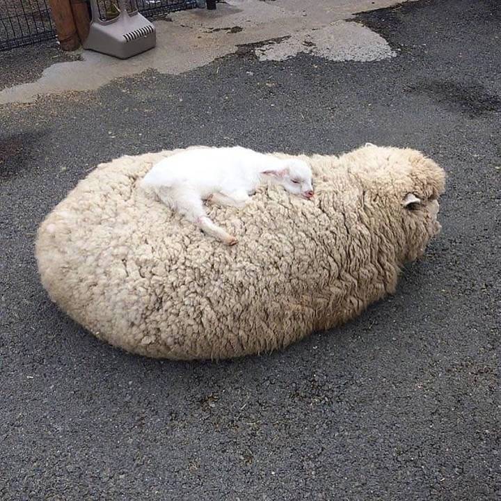 羊怎么睡觉姿势图片图片