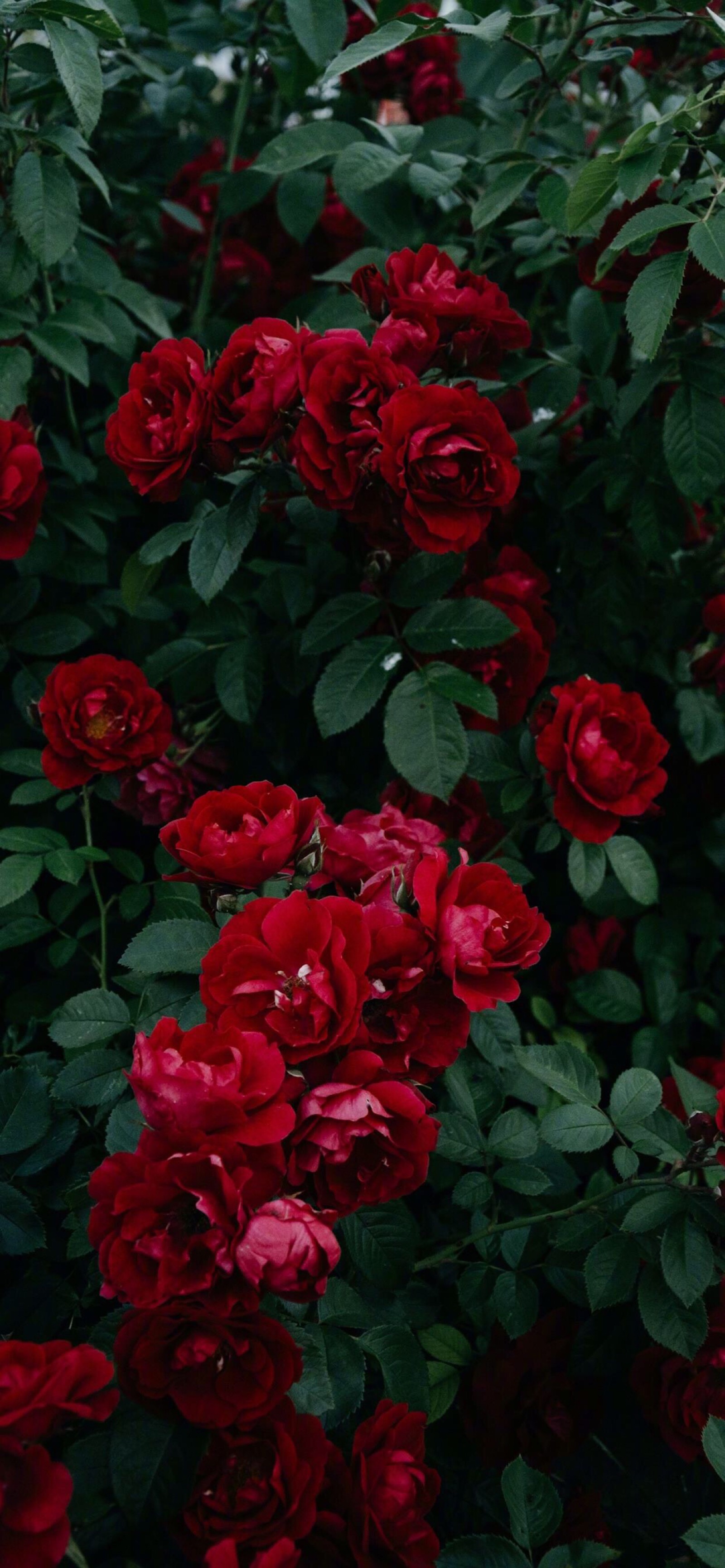 玫瑰花屏保手机壁纸图片