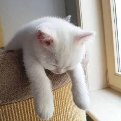 猫萌 头像