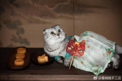 汉服猫咪