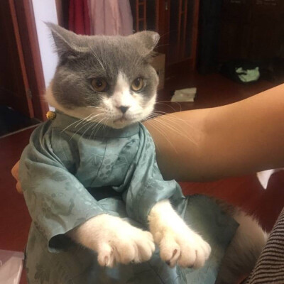 汉服猫咪