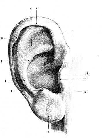 耳朵结构简笔画图片