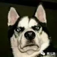 二哈的头像
