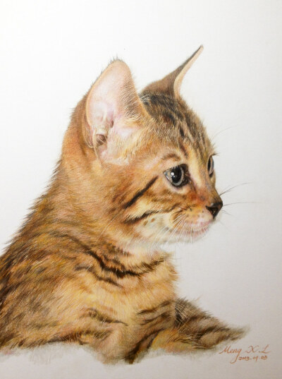 猫咪 彩铅画