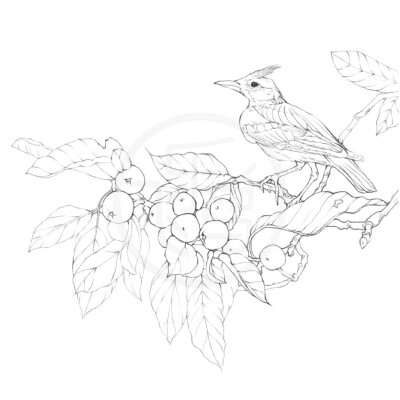 飞鸟乐,鸟与花卉线稿
