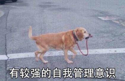 加班狗表情包
