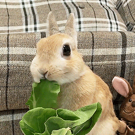 兔子吃东西的动图图片
