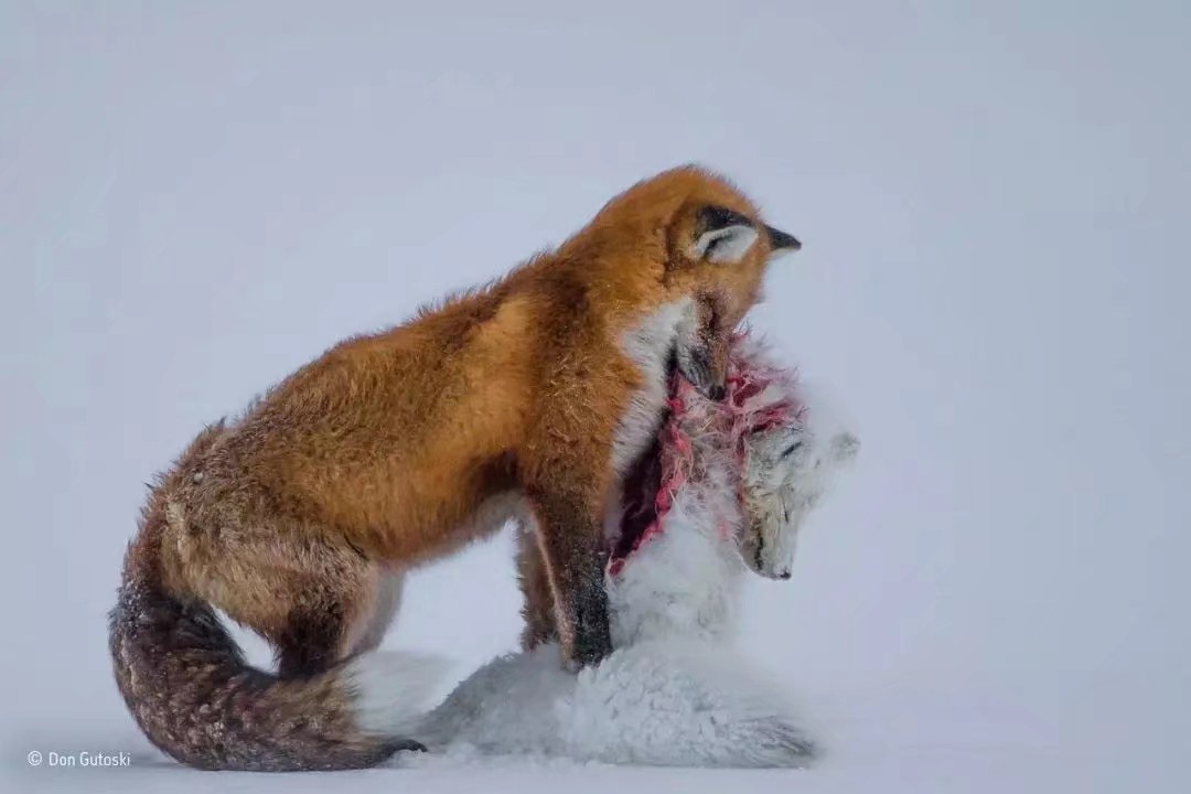 赤狐捕猎北极狐