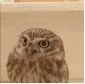 带天线的猫头鹰GIF图片