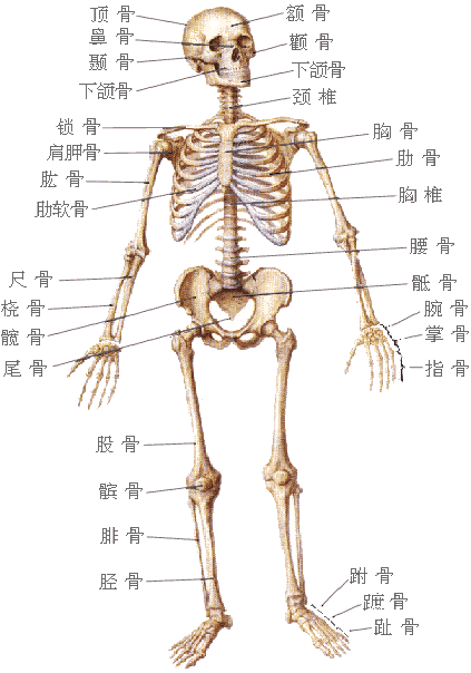 初中骨骼肌示意图图片