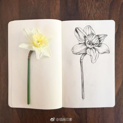 植物花卉速写~【插画师:courtney roth】