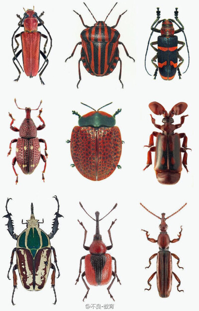 甲虫结构分析图图片