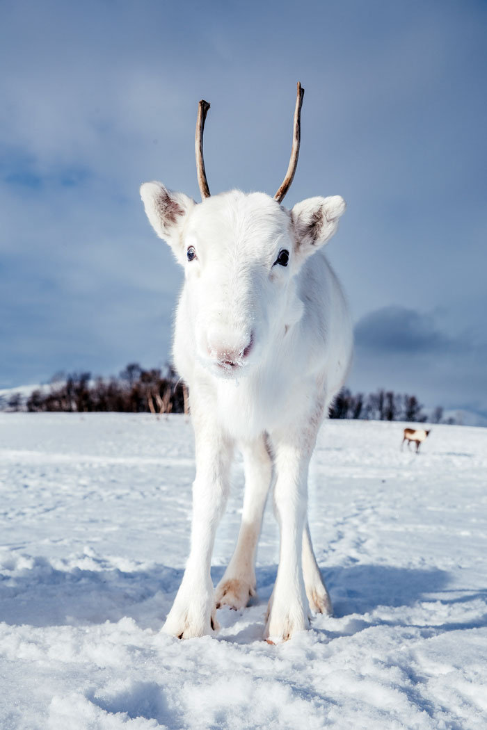 摄影师mads nordsveen 在挪威徒步旅行时遇到的罕见白色驯鹿,全身雪白