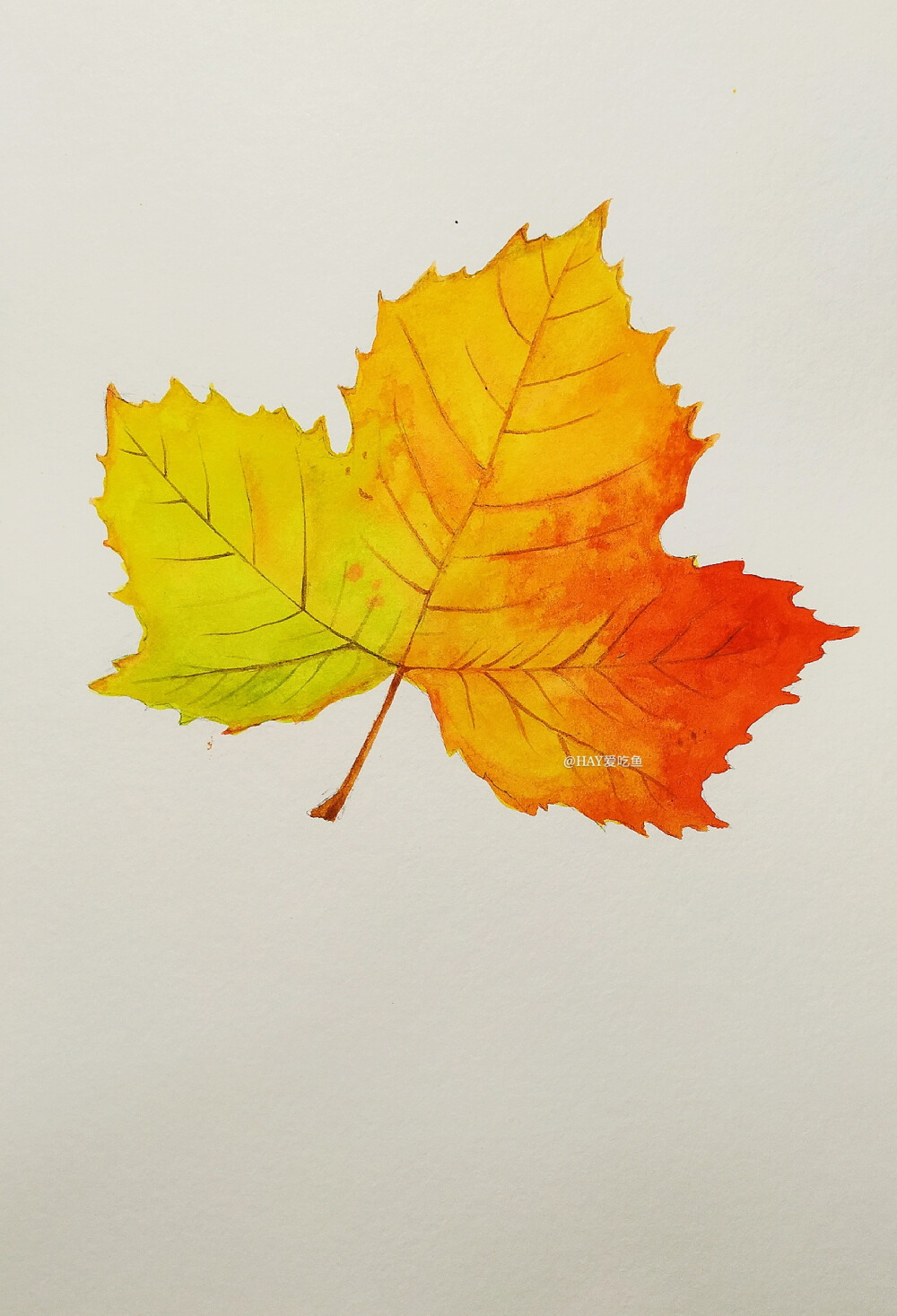 水彩手绘写实秋天枫叶素材