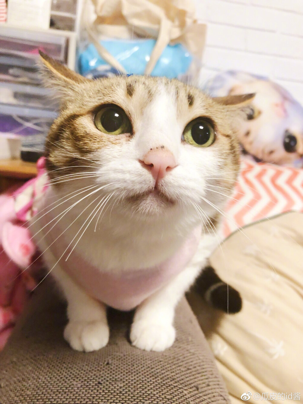 大眼萌 