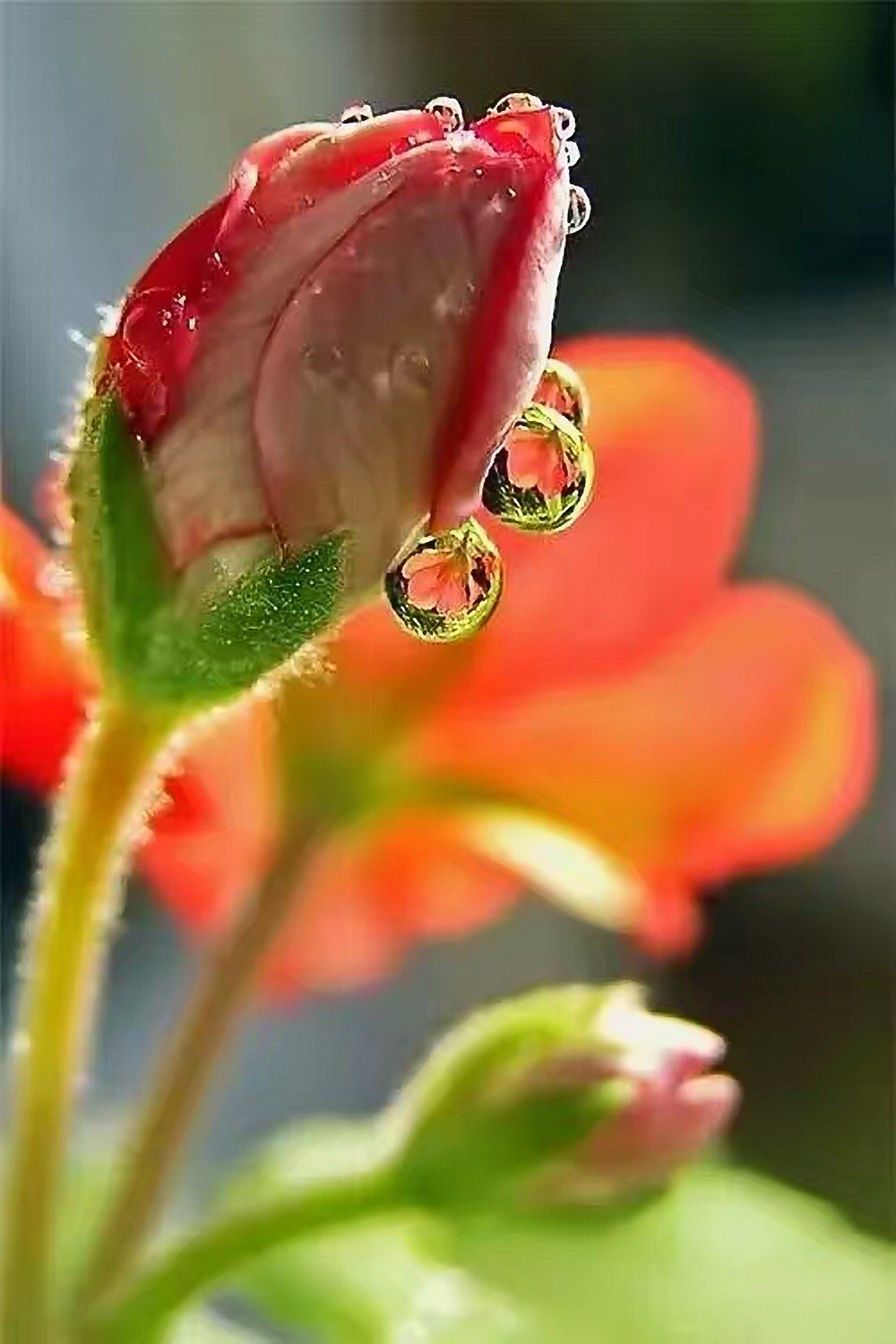 露水花朵