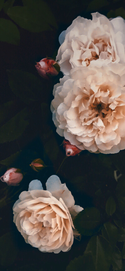 搞笑萌宠 人文艺术 设计 古风 壁纸 旅行 头像 摄影 表情 素材