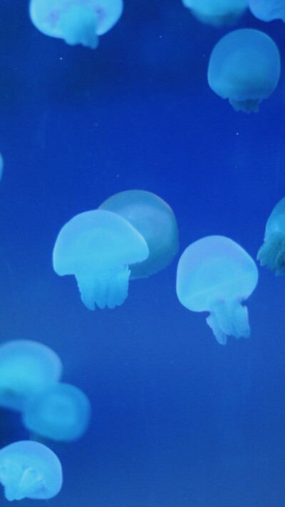 ins风壁纸▽人说,林深时见鹿,海蓝时见鲸,梦醒时见你.