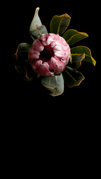 【24k纯伯贤】独家园艺壁纸图片 来自花田小憩app