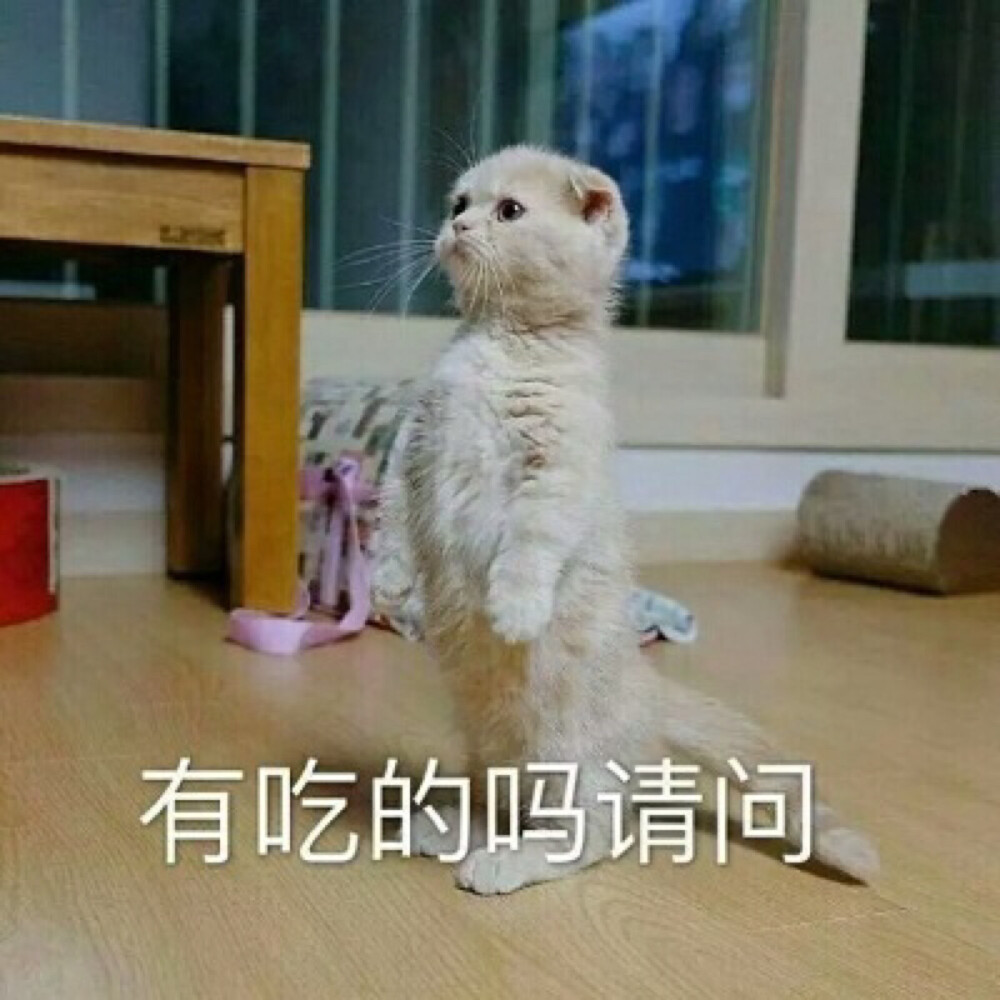 vx:dacl_dd 日常斗图 表情包 可爱 猫咪