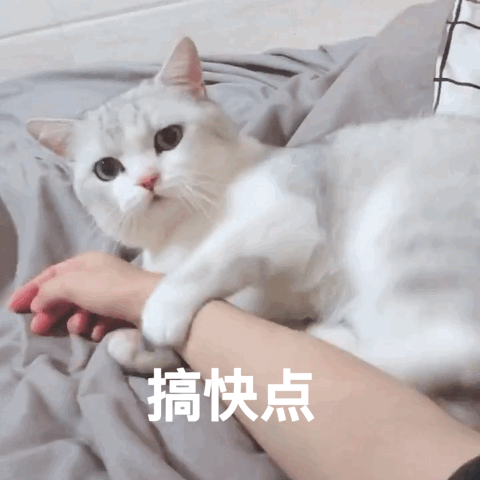 猫猫表情包