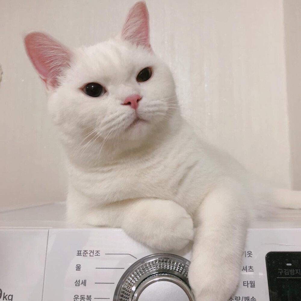 猫咪头像