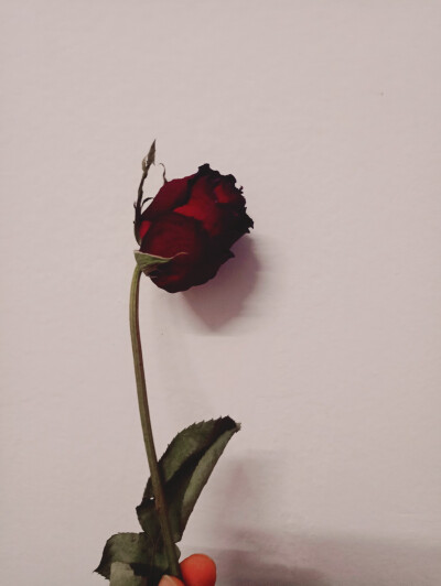 一支玫瑰花伤感图片