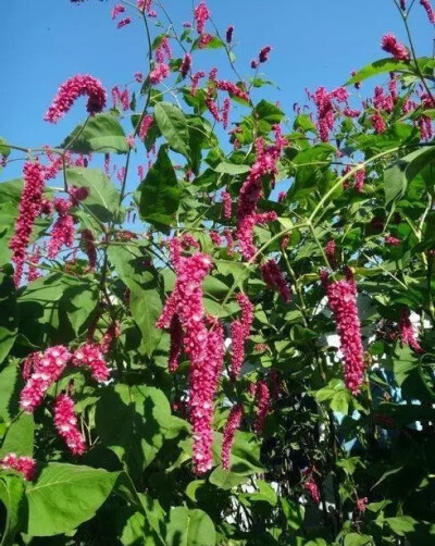 蓼花