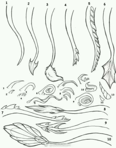 龙尾 鲛人 美人鱼 尾巴 参考素材