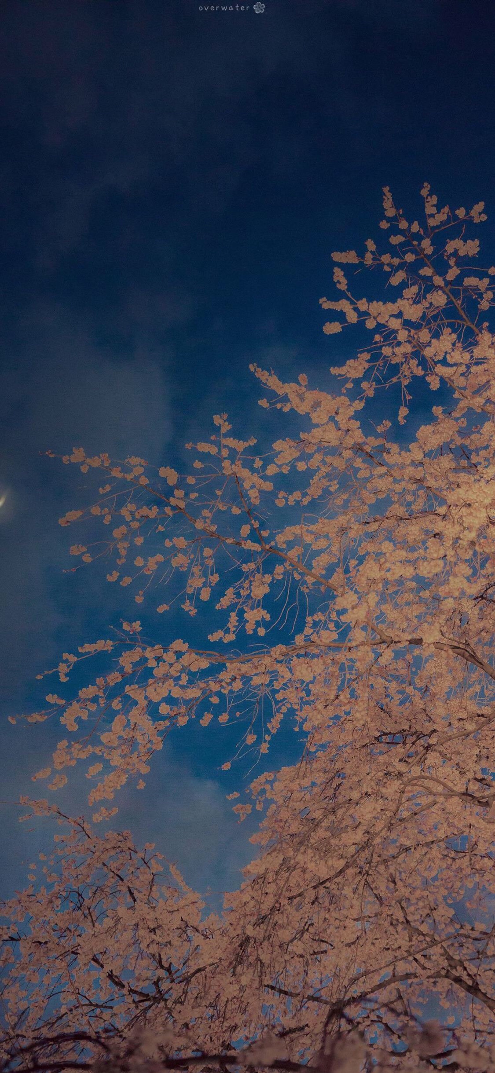 苹果x背景图片风格图片