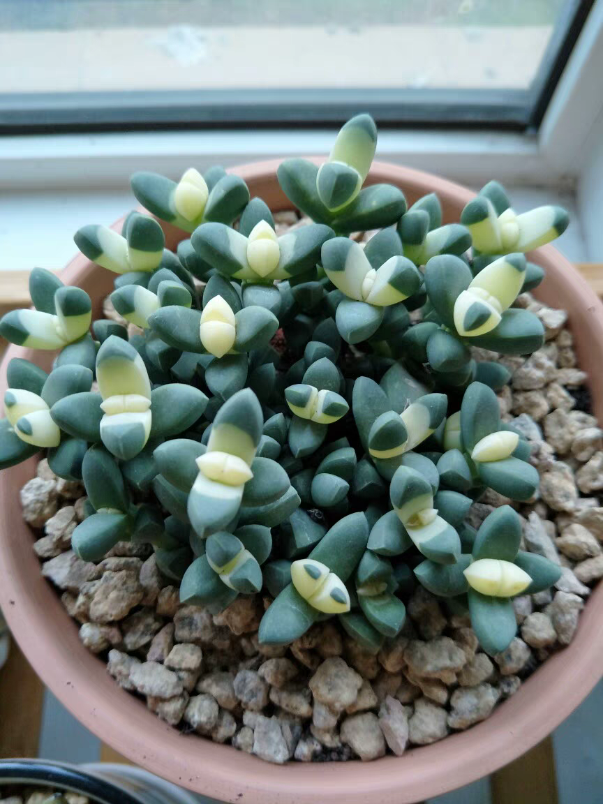 玉蝶锦多肉植物出锦,指的是植株的茎,叶等部位发生颜色上的改变,如