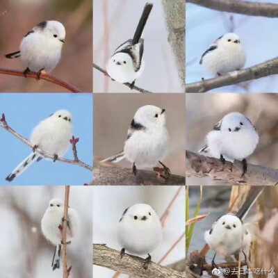 啾啾鸟
