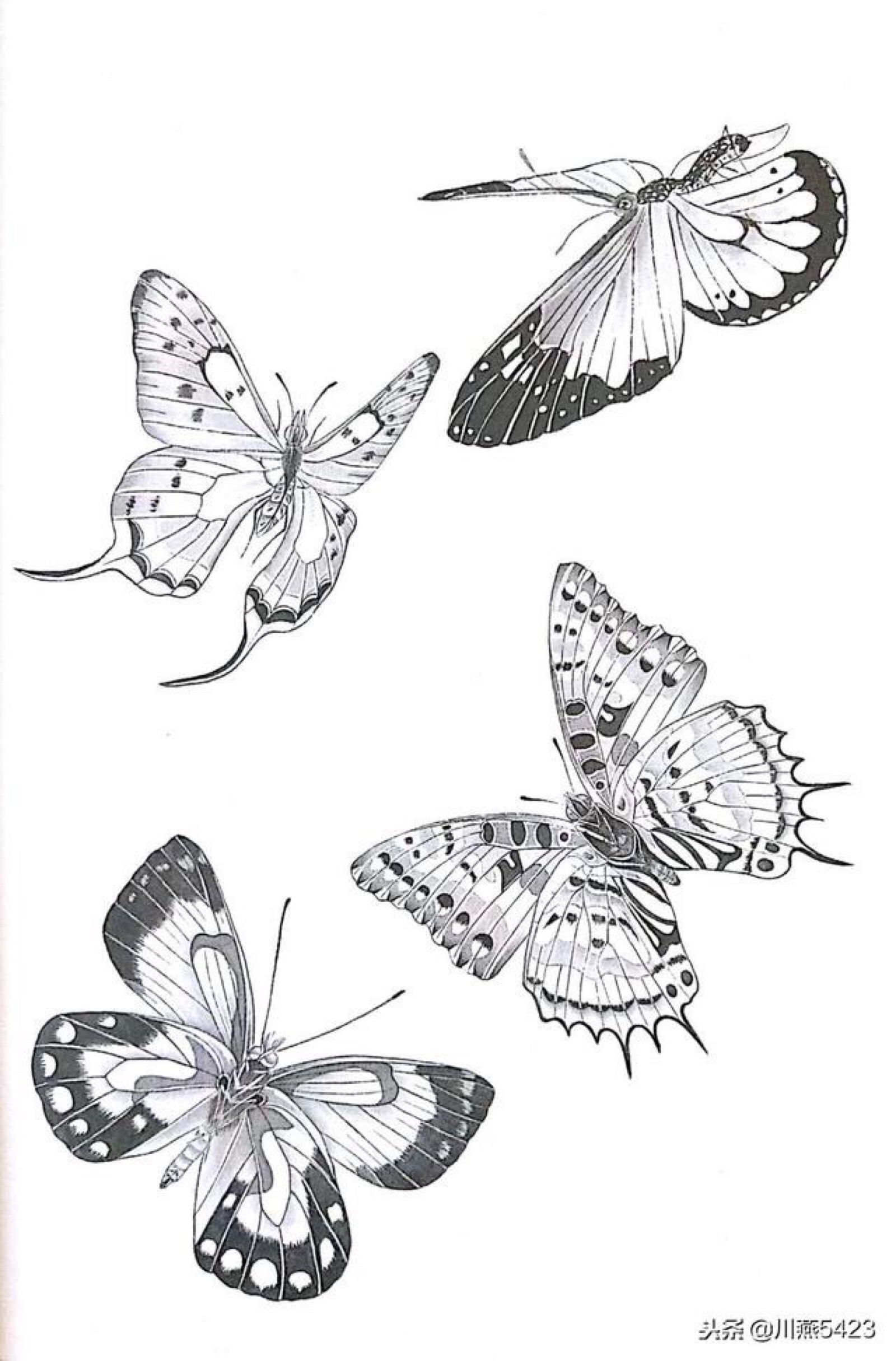 优美的蝴蝶线稿图片