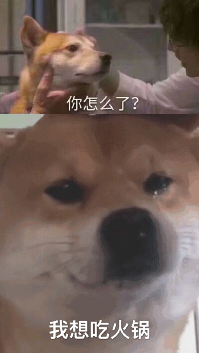 今日微博我表情包 - 堆糖,美图壁纸兴趣社区