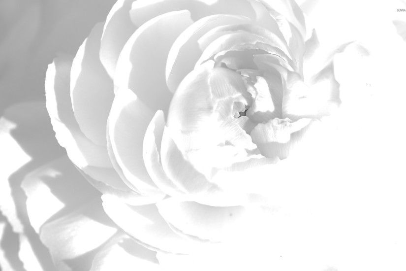 white peony wallpaper 1920x1200 jpg