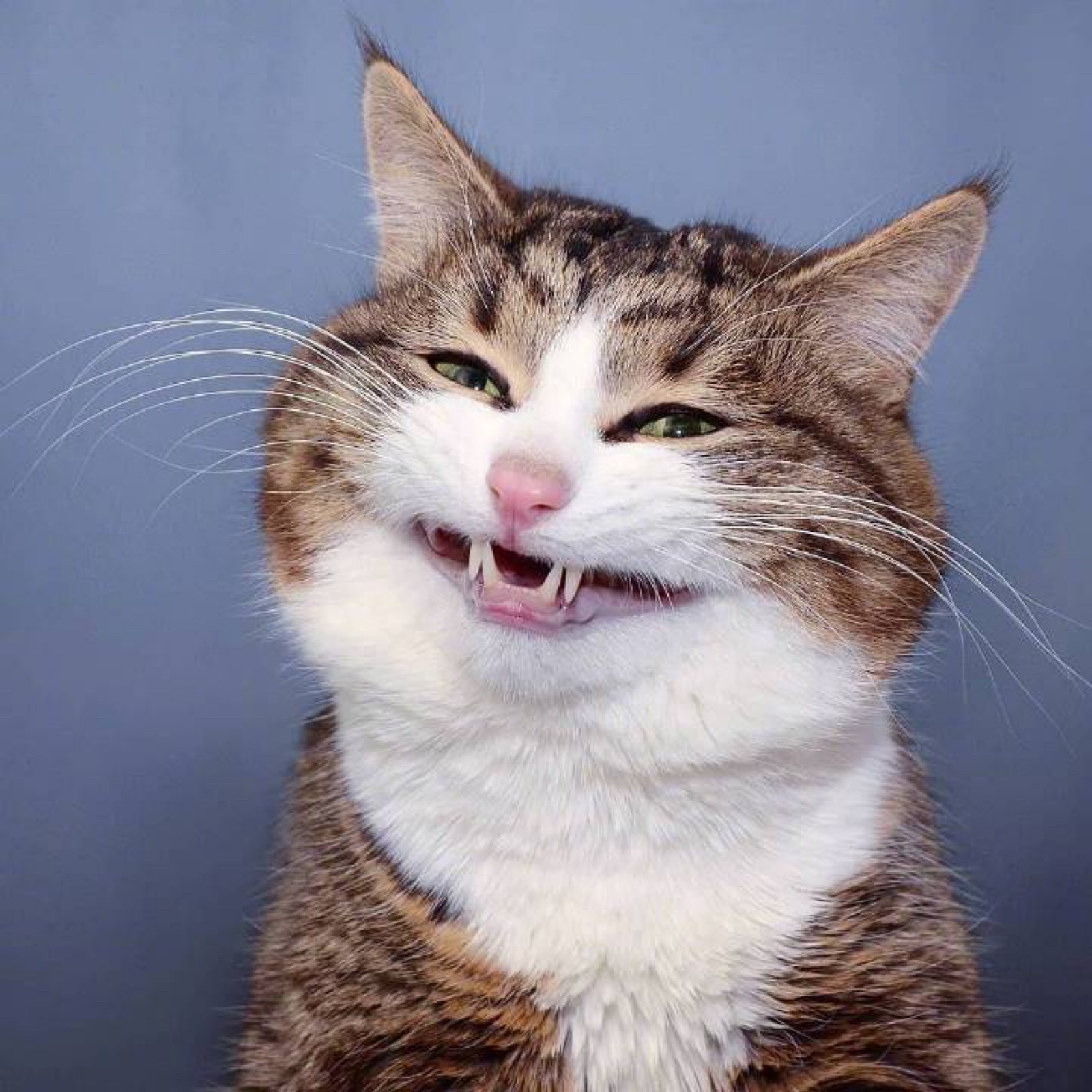 沙雕猫咪 魔性图片