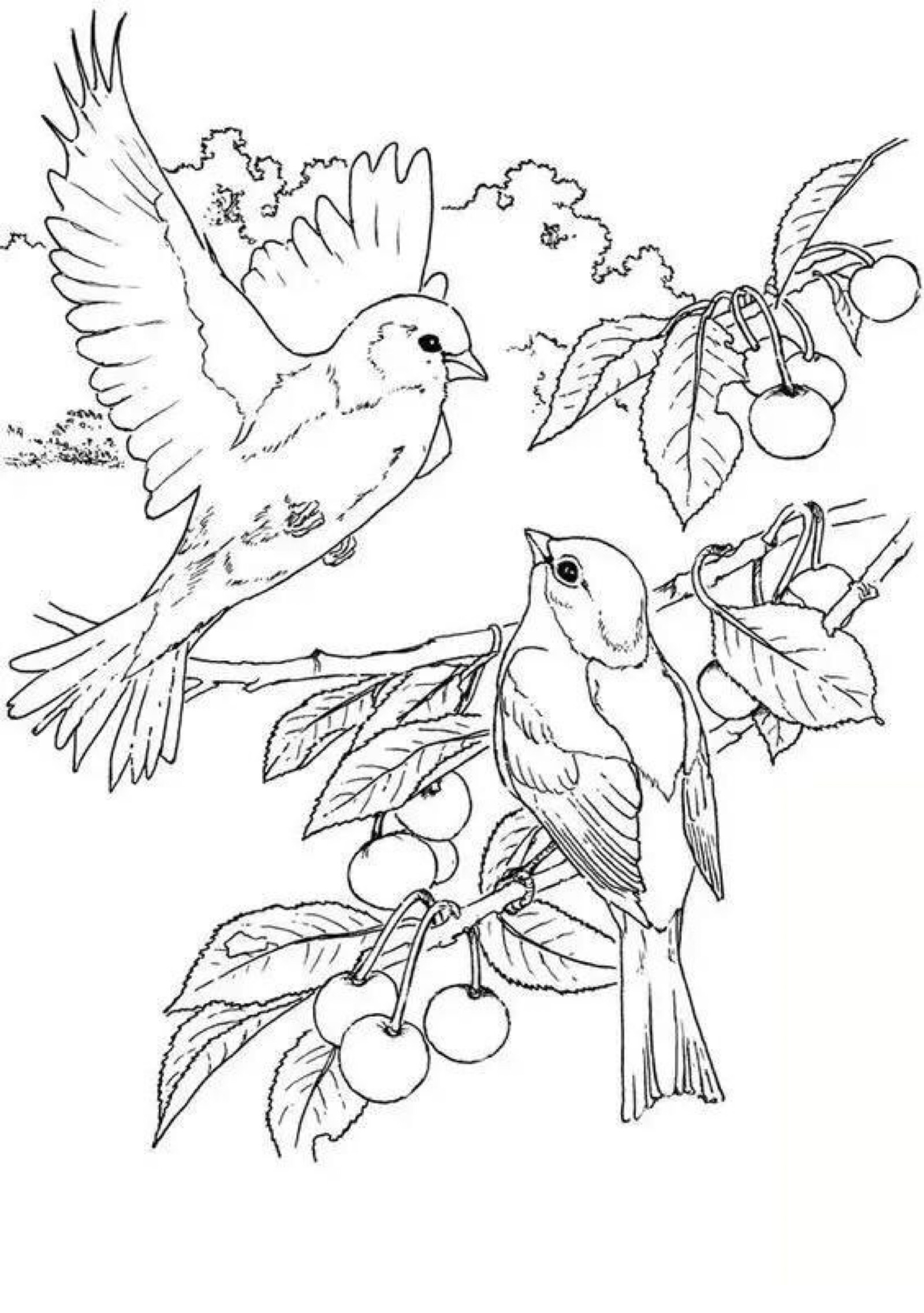 鸟类绘画简单图片图片
