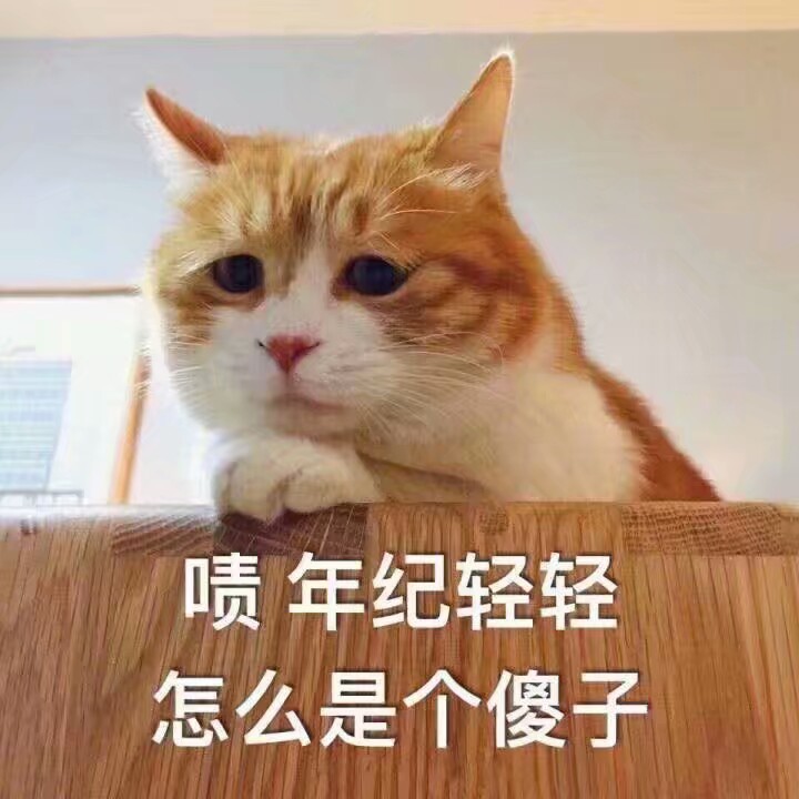 猫猫表情包