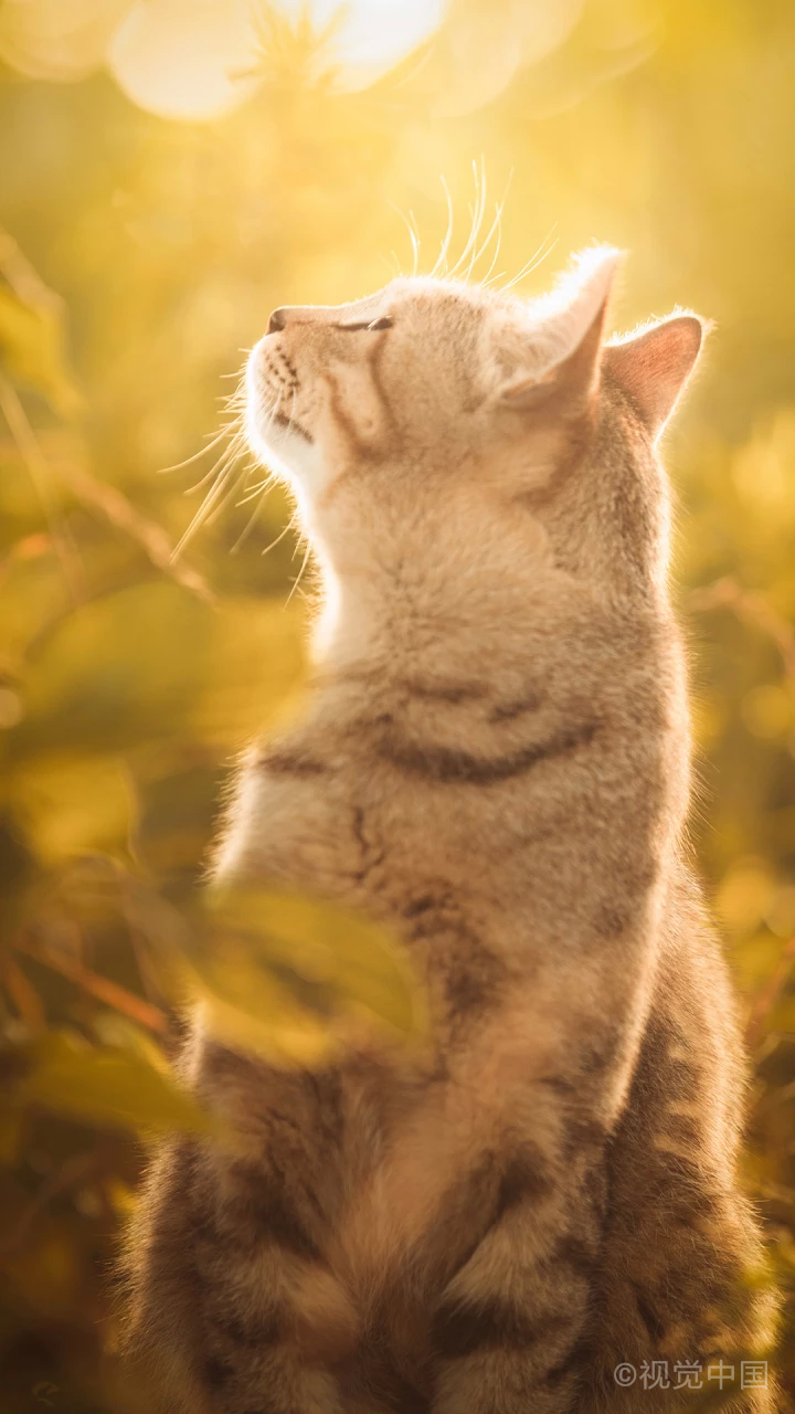 阳光下的猫 唯美图片