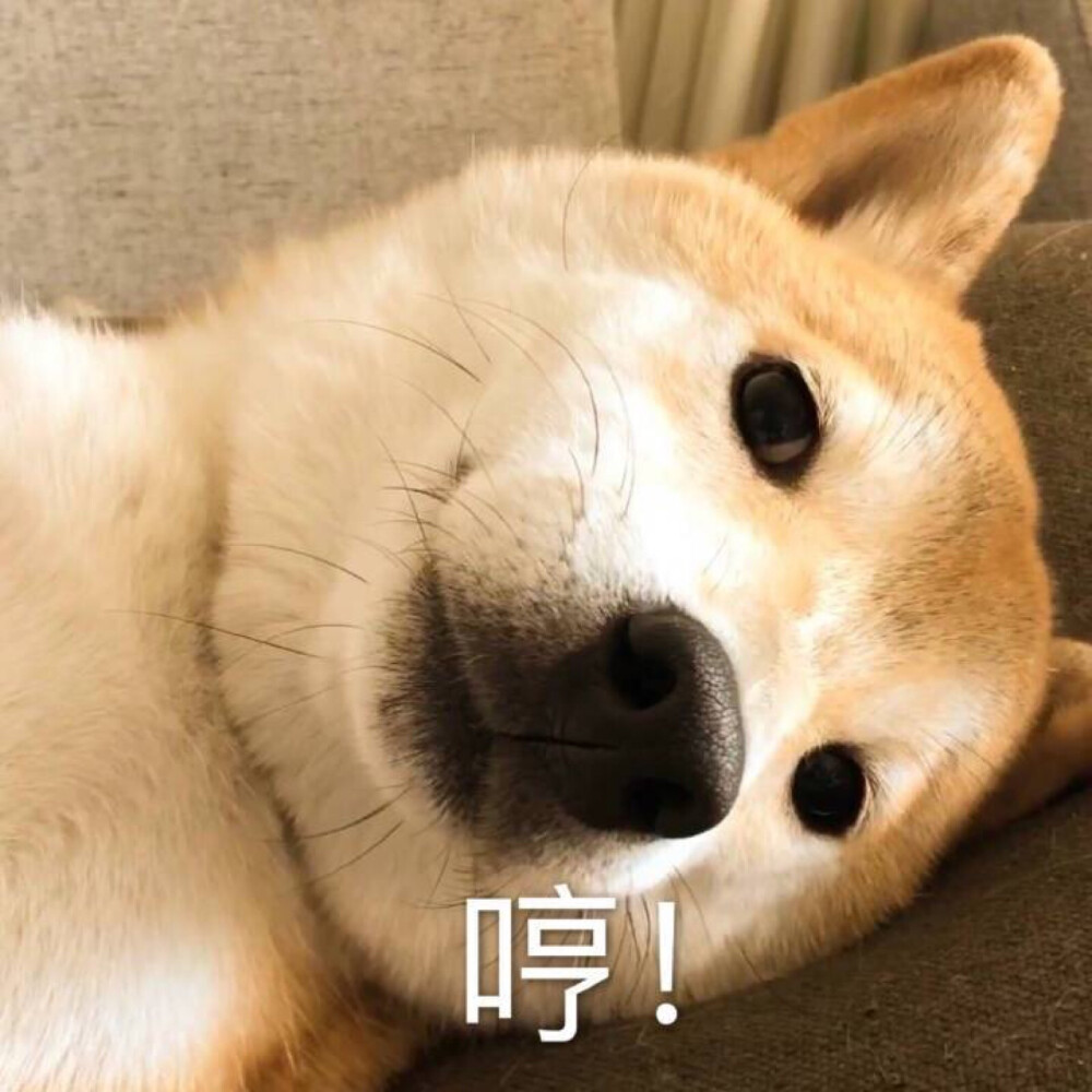 狗子哼