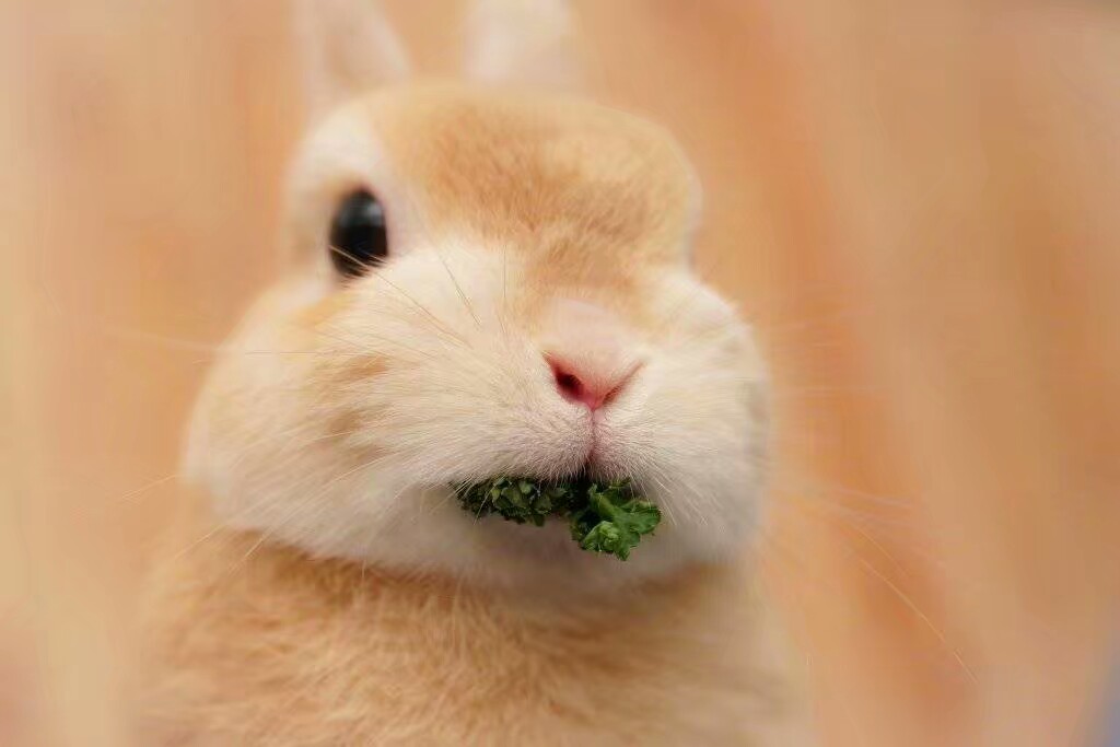 小兔兔背景图 