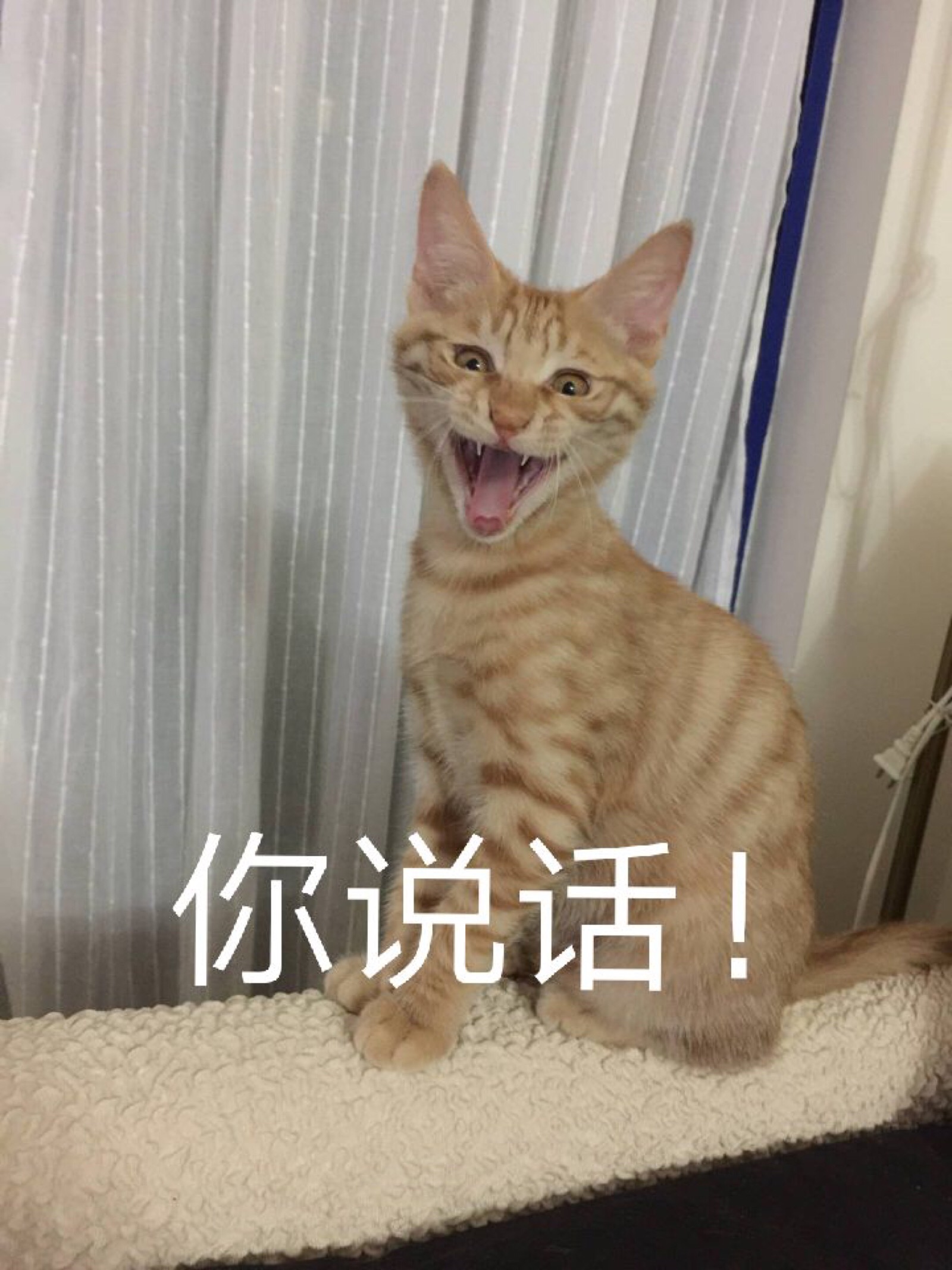 猫咪表情包