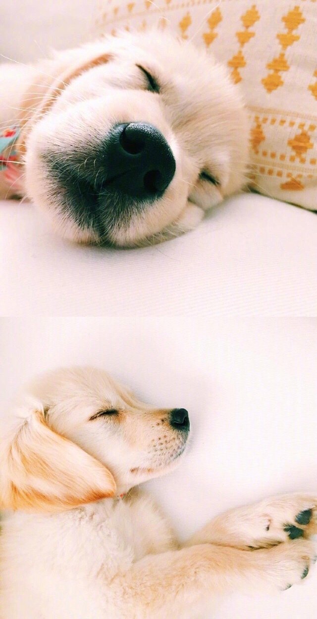 狗狗