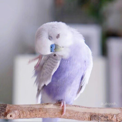 浅紫罗兰虎皮鹦鹉图片
